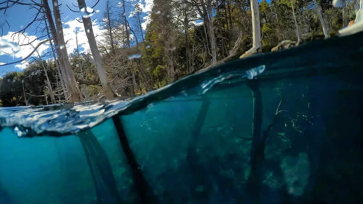 El bosque sumergido del Lago Traful: cipreses bajo el agua en la Patagonia andina