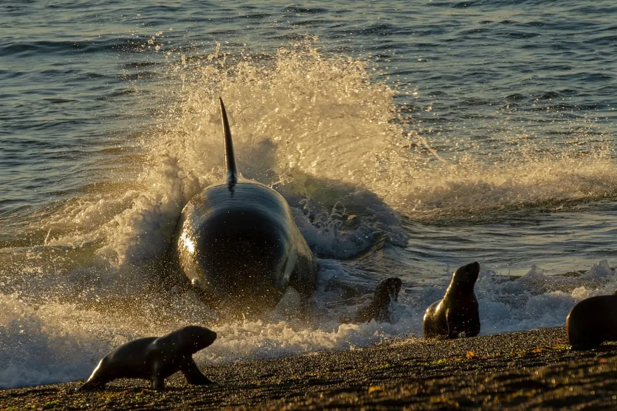 Punta Norte: el canal de ataque donde las orcas cazan en la orilla