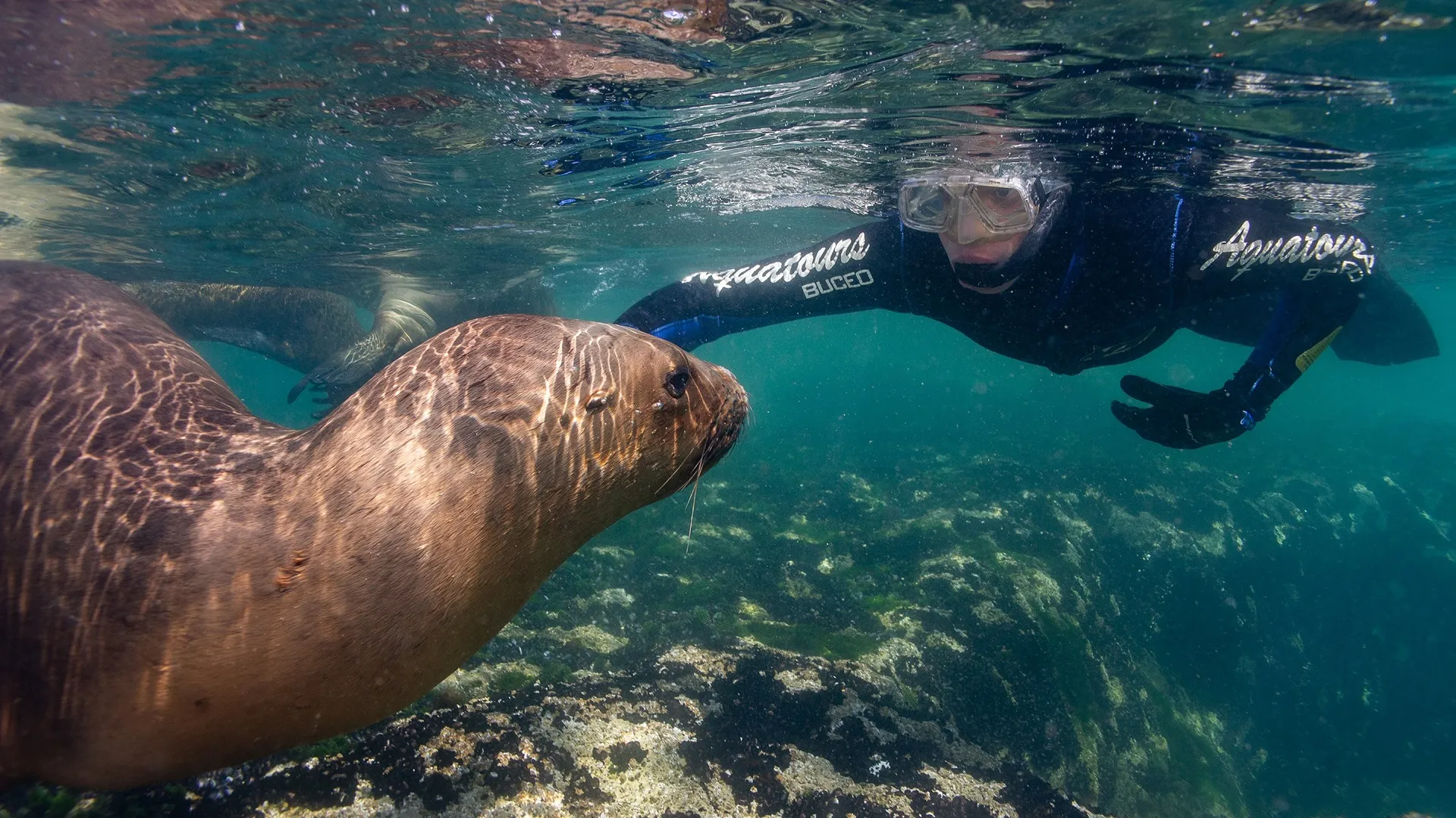 Punta Loma: bucear con lobos marinos en una de las reservas más antiguas de Chubut