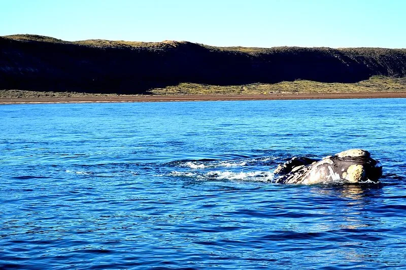 Escuela Nacional de Buceo Cetáceos