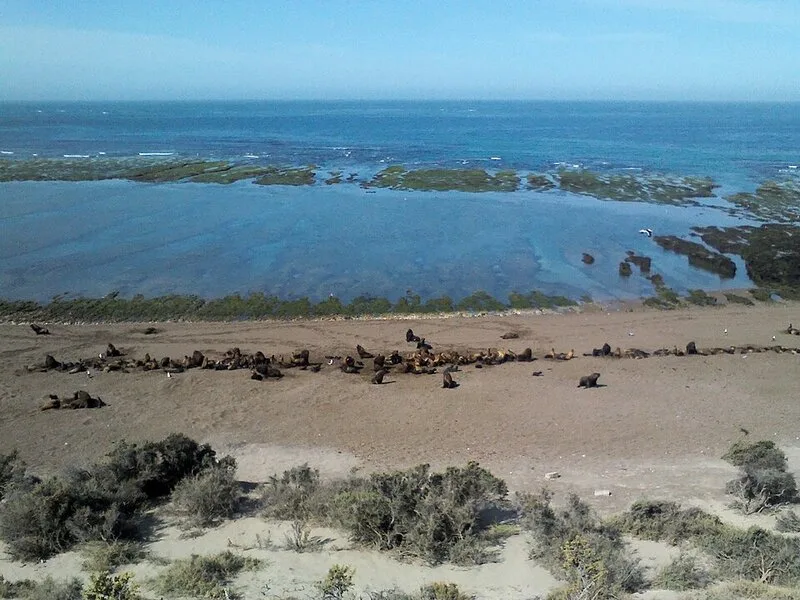 Lobo Larsen Buceo
